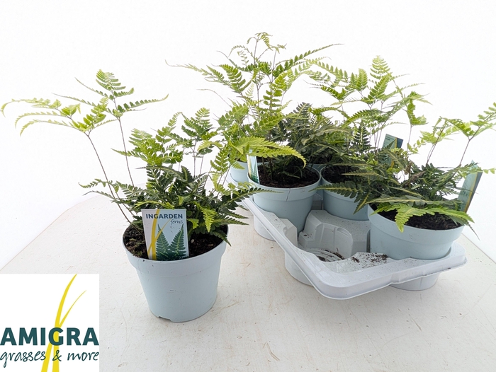 <h4>ARACH ARIS VARIEGATA</h4>