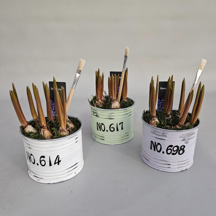 <h4>ARR MUSCARI</h4>