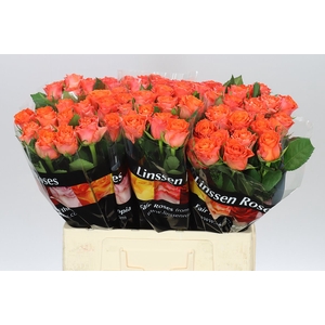 Rosa Gr Orangette
