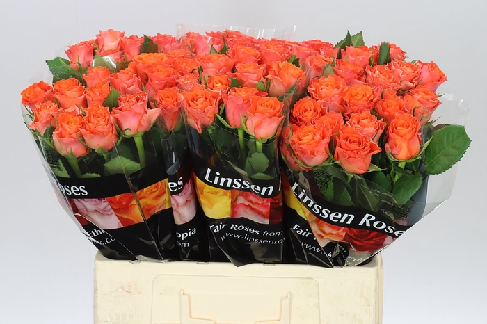 <h4>Rosa Gr Orangette</h4>