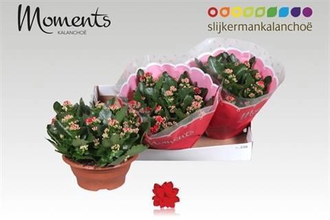 <h4>KAL GE SECRET RED</h4>