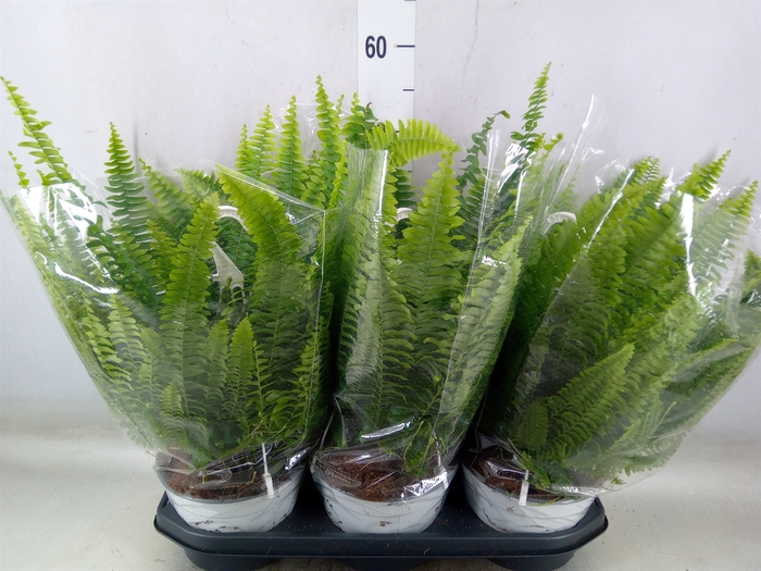 <h4>Nephrolepis exal. 'Sonata'</h4>