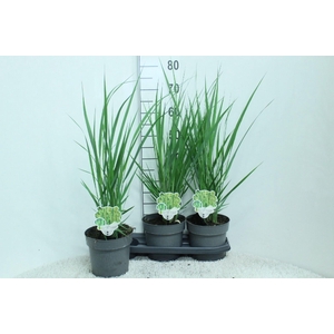Panicum virgatum