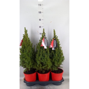 Picea glauca 'Perfecta'