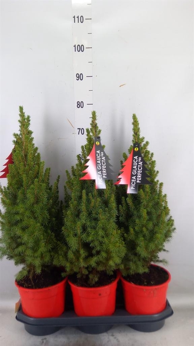 <h4>Picea glauca 'Perfecta'</h4>
