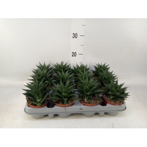 Haworthia limifolia