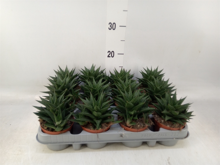<h4>Haworthia limifolia</h4>