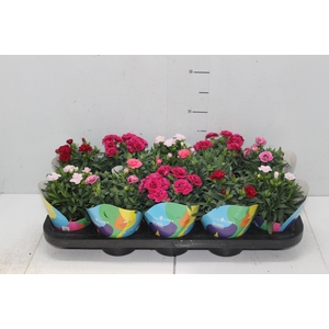 DIANTHUS DOBRADO P11