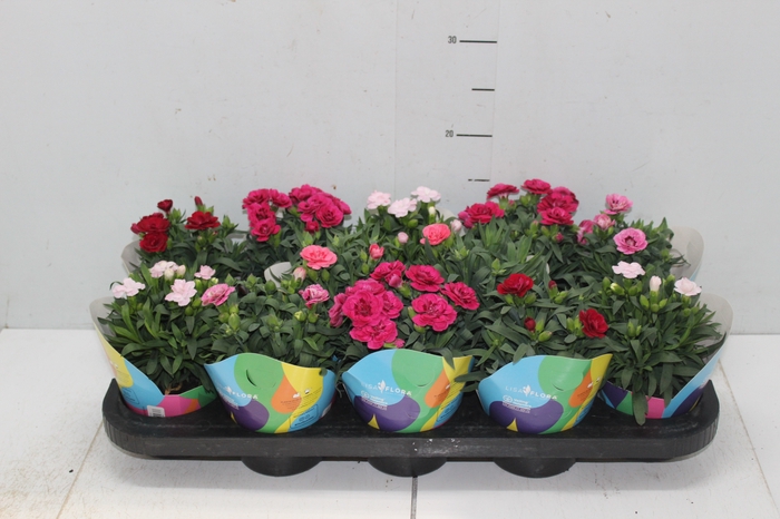DIANTHUS DOBRADO P11