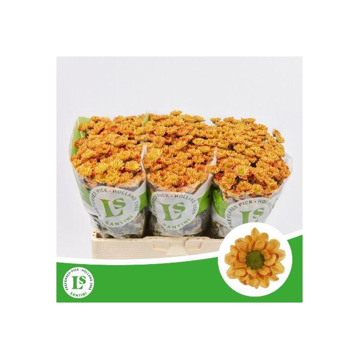 <h4>CHR S ROSSI ORANGE</h4>