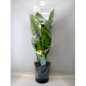 Aglaonema  'B.J. Freedman'