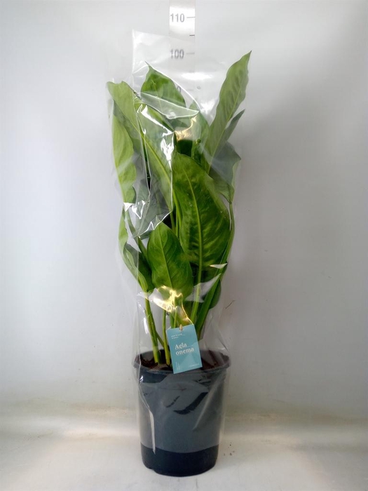 <h4>Aglaonema  'B.J. Freedman'</h4>