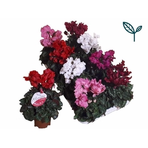 CYCL SUP MERENGUE MIX