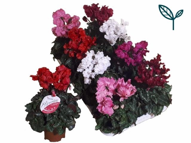 <h4>CYCL SUP MERENGUE MIX</h4>