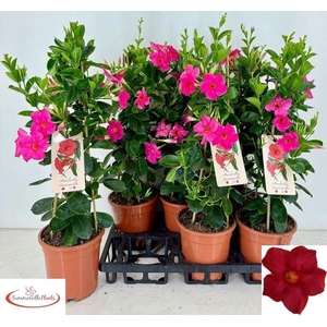 MANDE SUN EARLY PINK