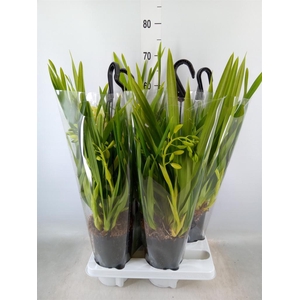 Cymbidium  'Sarah Jean Jennifer'