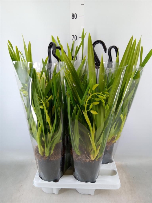 <h4>Cymbidium  'Sarah Jean Jennifer'</h4>