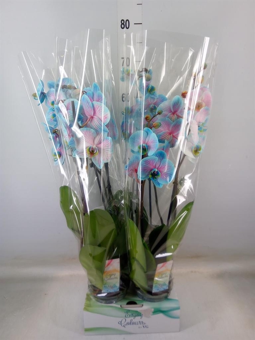 <h4>Phalaenopsis   ...</h4>