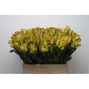 Leucadendron Goldstrike