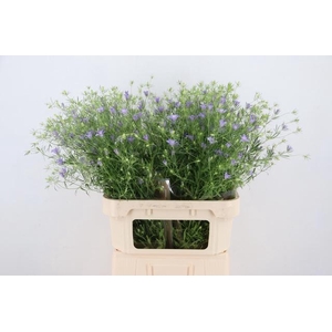 NIGE BUCHARICA BLUE STARS 085CM