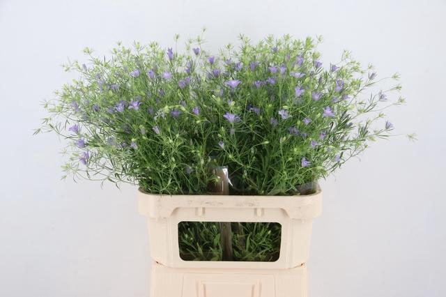 <h4>NIGE BUCHARICA BLUE STARS 085CM</h4>