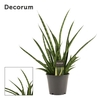 Sansevieria Tiger Crown 14 cm (Decorum)
