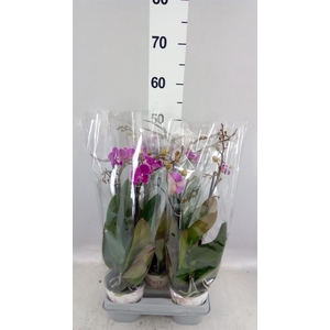 Phalaenopsis   ...lilac