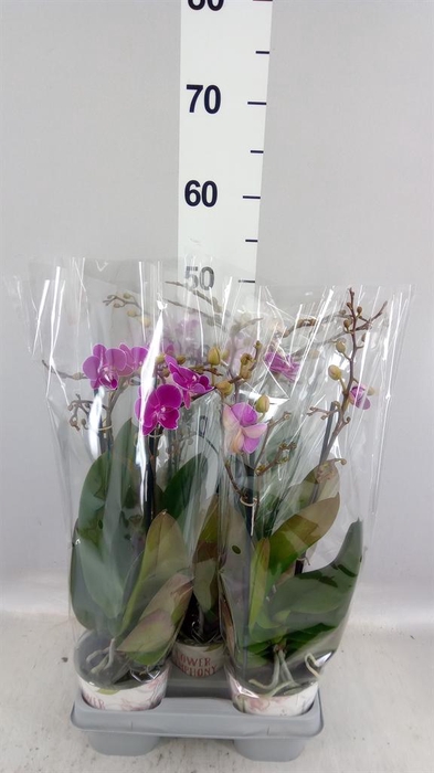 <h4>Phalaenopsis   ...lilac</h4>