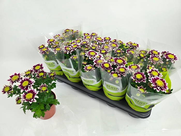 <h4>CHRYS SPLASH ROCKER</h4>