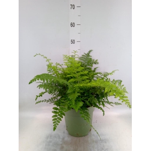 Asplenium  'Parvati'