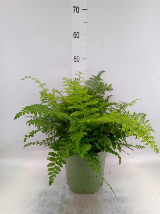 <h4>Asplenium  'Parvati'</h4>