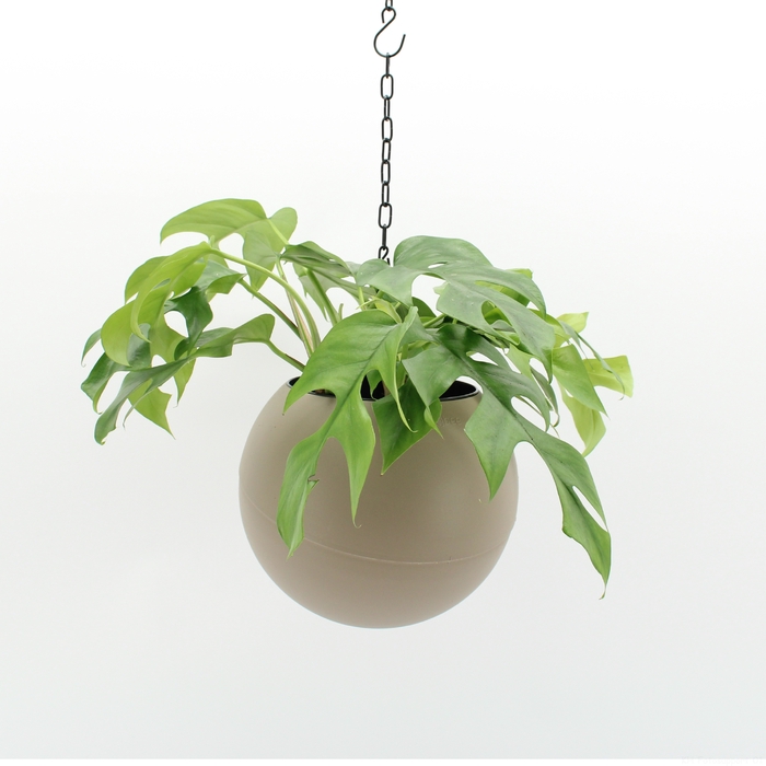 <h4>Globee Indoor Monstera 103</h4>