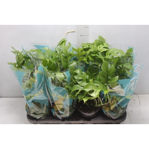 PHILODENDRON MINIMA P15