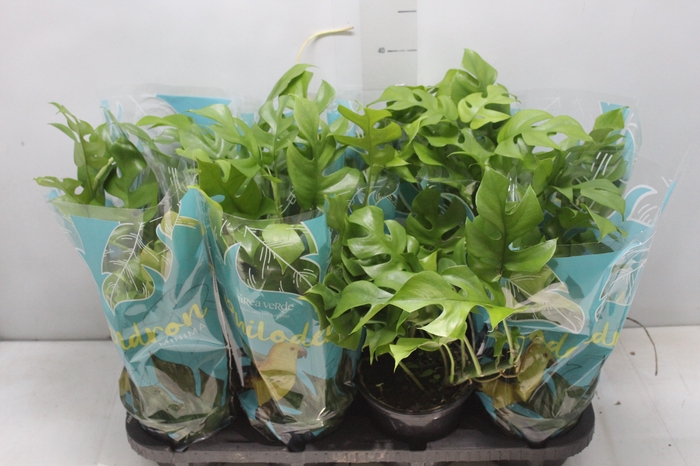 <h4>PHILODENDRON MINIMA P15</h4>