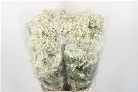 <h4>Ozoth Cook Tall White Per Bunch</h4>