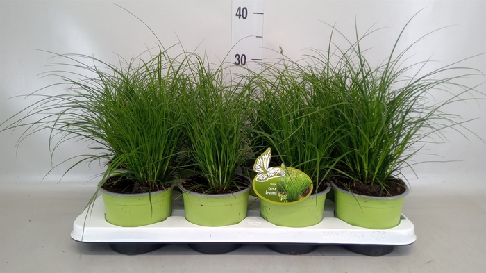 <h4>Carex brunnea</h4>