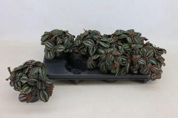 <h4>PILEA NORFOLK</h4>