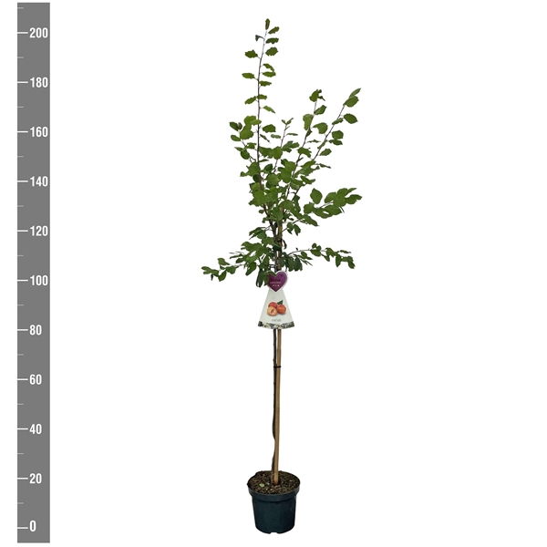 <h4>Prunus d. Victoria halfstam</h4>