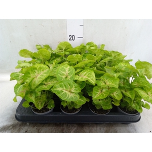 Syngonium  'Golden Allusion'
