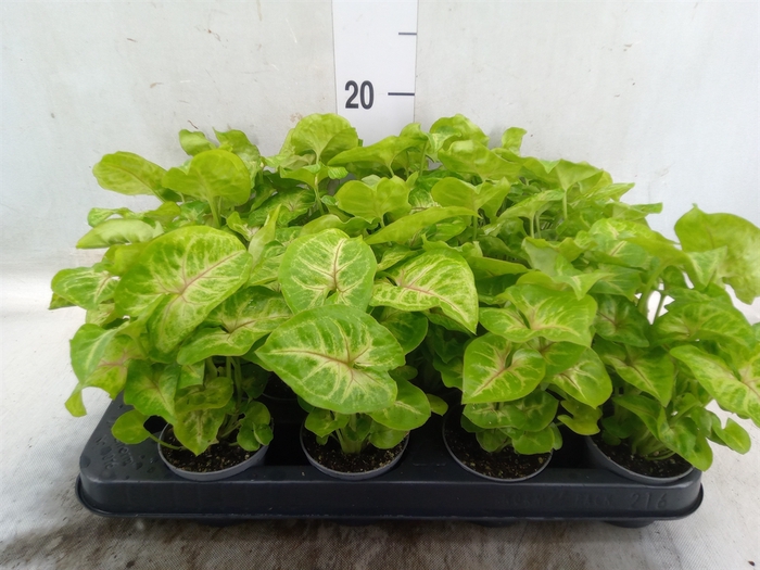 <h4>Syngonium  'Golden Allusion'</h4>