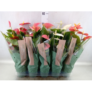 Anthurium   ...mix