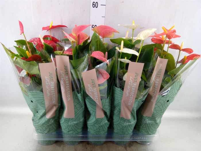 <h4>Anthurium   ...mix</h4>