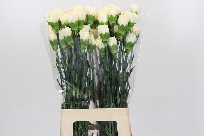 <h4>Dianthus St Rodas Creme</h4>