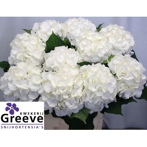 Hydr Verena White Greeve