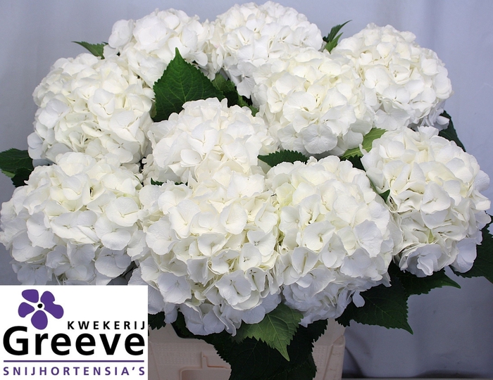 <h4>Hydr Verena White Greeve</h4>