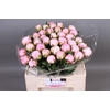 Paeonia Sarah Bernhardt | XXL
