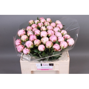 Paeonia Sarah Bernhardt | XXL