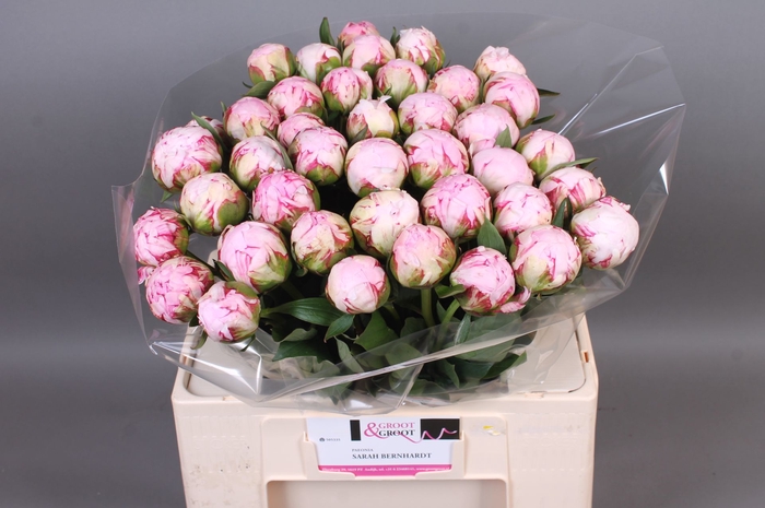 <h4>Paeonia Sarah Bernhardt | XXL</h4>
