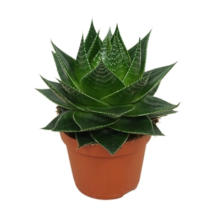 Aloe 'Cosmo'
