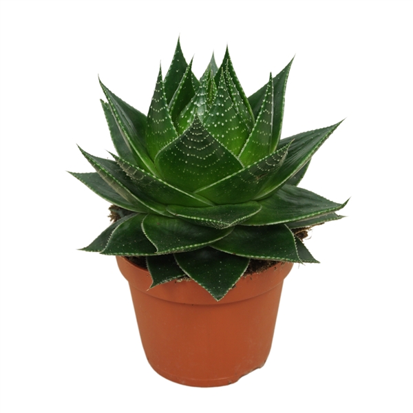 <h4>Aloe Cosmo</h4>